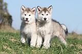 ALASKAN MALAMUTE 138